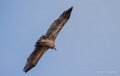 vautour-benou--a74_01404