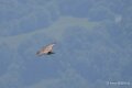 vautour-benou-a74n_02339