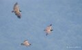 vautour-benou-a74n_02355
