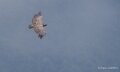 vautour-benou-a74n_02361