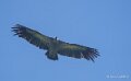 vautour-benou-a74n_02386