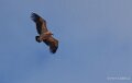 vautour-benou-a74n_06412