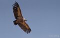 vautour-benou-a74n_06421