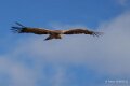 vautour-benou-a74n_06422