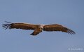 vautour-benou-a74n_06423