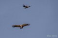 vautour-benou-a74n_06443