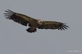 vautour-gh7_1213