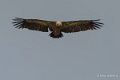 vautour-gh7_1237