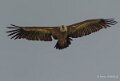 vautour-gh7_1238