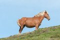 chevaux_0236