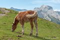 chevaux_0243
