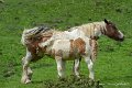 chevaux_3862