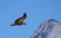 gourette-a74_00069
