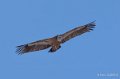 gourette-gh7_0638