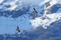 gypaete-benou--a74_01315