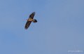 gypaete-benou--a74_01320