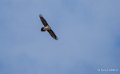gypaete-benou--a74_01321