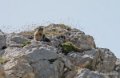 lepourtalet-marmotte-gh7_2232