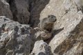 lepourtalet-marmotte-gh7_2241