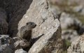 lepourtalet-marmotte-gh7_2243