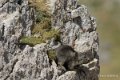 lepourtalet-marmotte-gh7_2256