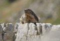 lepourtalet-marmotte-gh7_2263