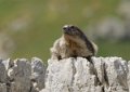 lepourtalet-marmotte-gh7_2266