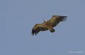 lepourtalet-vautour-gh7_2247