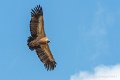 lescun-03-2013_5443