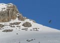 lescun-gypaete-gh7_0560