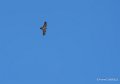 lescun-gypaete-gh7_0563