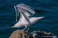 mouette_5901