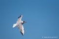 mouette_7445