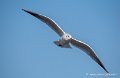 mouette_7449