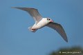 mouette_7454