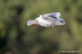 mouette_7464