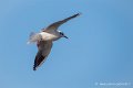 mouette_7476