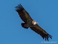 pierre-st-martin-g92_7387
