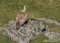 pierre-st-martin-g92_7409