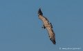 pierre-st-martin-g92_7416