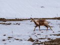 pourtalet-g91_0278