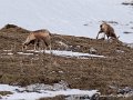 pourtalet-g91_0284
