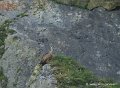 soulor-rapaces-g92_5025