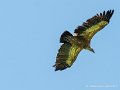 soulor-rapaces-g92_5097