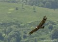 soulor-rapaces-g92_5116