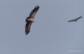 vautour-a74_00777