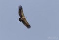 vautour-a74_00778
