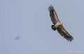 vautour-a74_00795