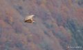 vautour-a74_01121