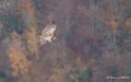 vautour-a74_01122